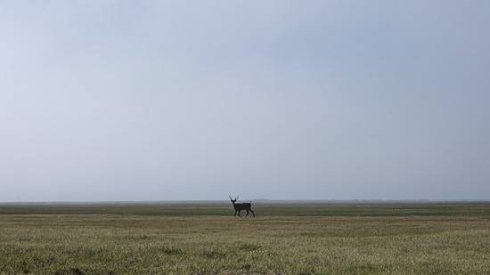 a caribou standing in the fog on an expanse of field